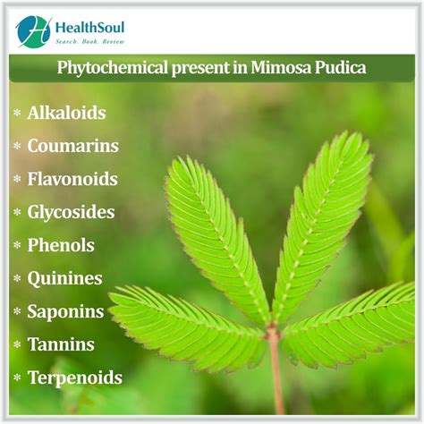 Mimosa Pudica benefits - Healthsoul