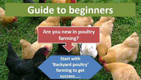 Backyard Poultry Farming For Beginners In Poultry Management Practices