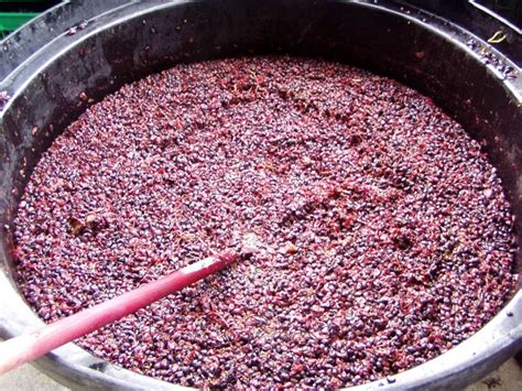 Consumer Fresh Winemakers | Good Fermentation Practices For Making Wine From Grapes