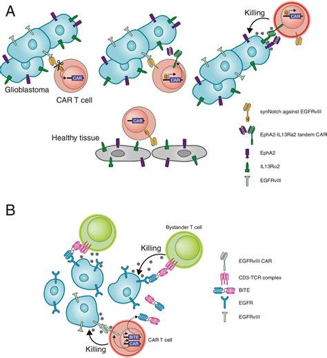 Car T Cell Approaches That Enable Targeting Of Highly Heterogeneous