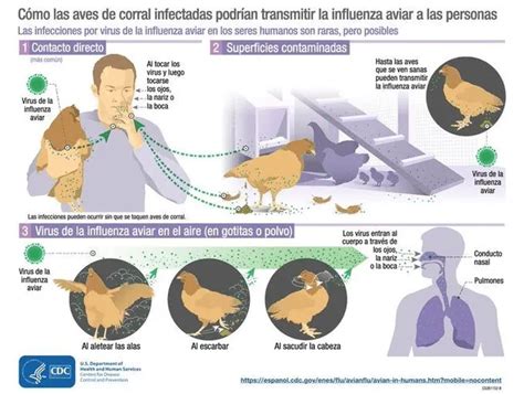 Oms México Registra La Primera Muerte Humana Por Gripe Aviar A H5n2 En