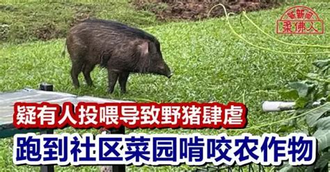 疑有人投喂导致野猪肆虐 跑到社区菜园啃咬农作物 狮城新闻 新加坡新闻