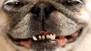 How to Brush A Pugs Teeth What You Need To Know