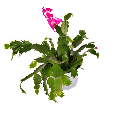 Schlumbergera Grudnik Zygokaktus R Owy Skimia