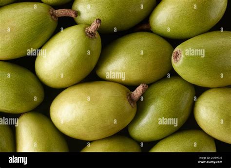 Close Up Macro View Of Ceylon Olives Or Wild Olives Elaeocarpus