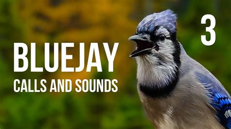 Blue Jay Calls And Sounds Part 3 And Behavior Youtube