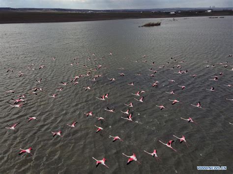 Flamingos Fly Over Mogan Lake In Ankara Turkey Xinhua Englishnewscn