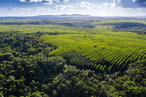 Veracel Começa Parada Geral Na Fábrica De Celulose De Eunápolis Na