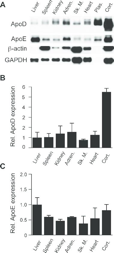 Expression Of Apod And Apoe In Mouse Tissues The Indicated Tissue