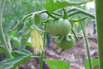 Freaky Fruits Seeds Sprouting Inside Tomato Garden Culture Magazine