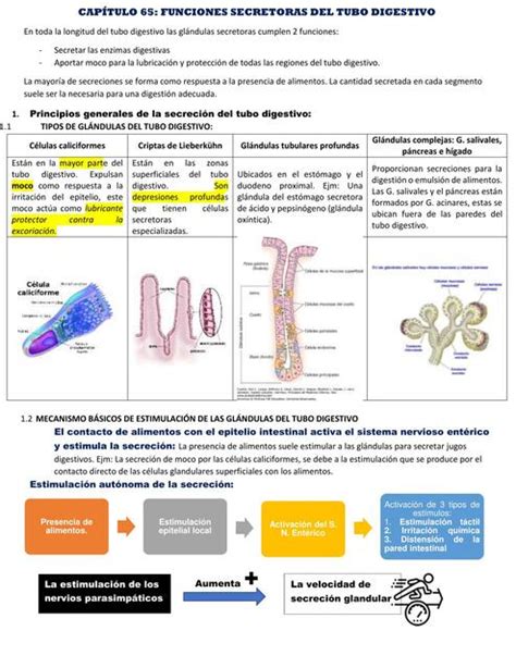 FUNCIONES SECRETORAS DEL TUBO DIGESTIVO Mayely Sánchez uDocz