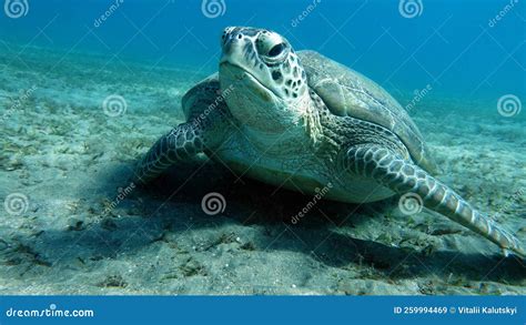 Green Turtle on the Reefs . Stock Image - Image of reptile, tropical ...