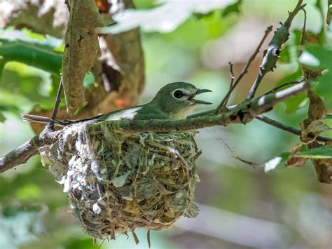 Songbirds Sierra Foothills Audubon Society