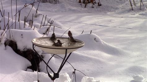 Best Heated Bird Baths For Winter In Canada Canadians Best