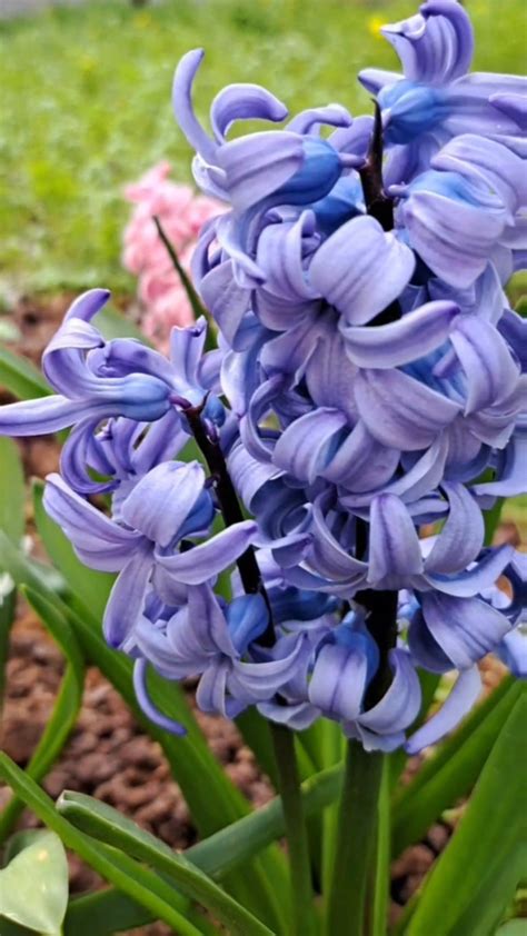 Hyacinth,, lovely colors : r/gardening