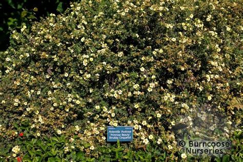 Potentilla Fruticosa Primrose Beauty From Burncoose Nurseries