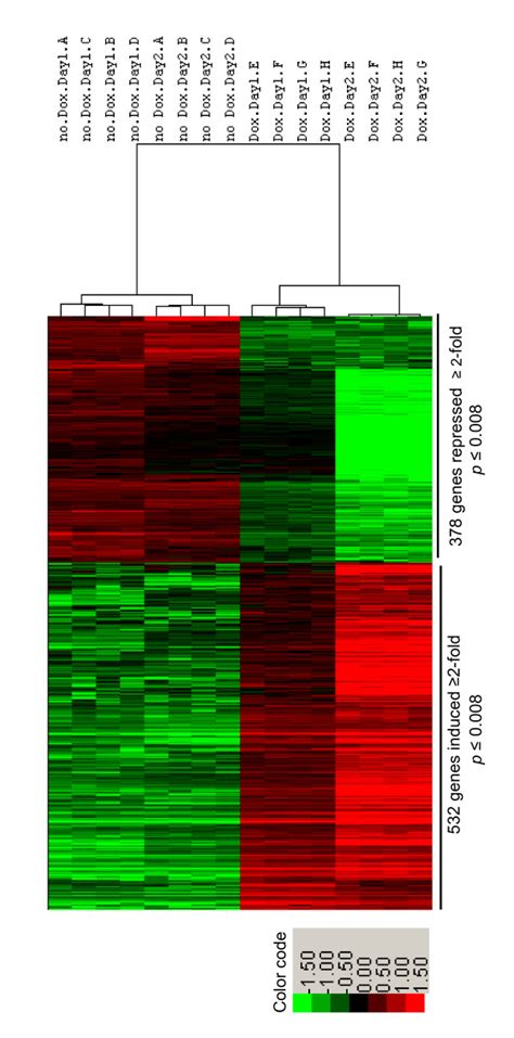 Unsupervised Hierarchical Clustering Of Differentially Expressed Genes Download Scientific