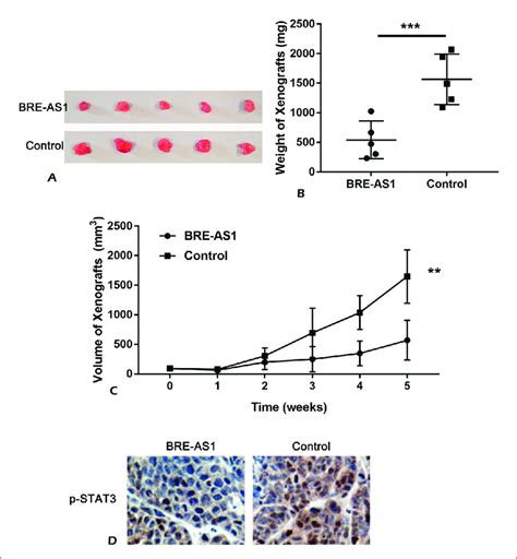 Lncrna Bre As Inhibited Bc Cell Growth In Vivo A Xenografts Of Ej