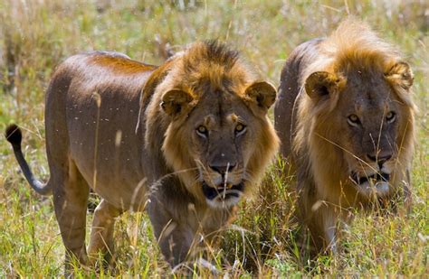 Dos Grandes Leones Machos A La Caza Parque Nacional Kenia Tanzania