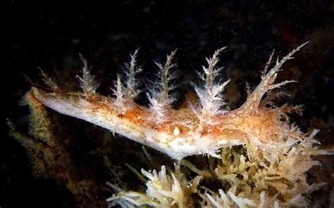 Nacktschnecken Unterwasserwelt Nordsee