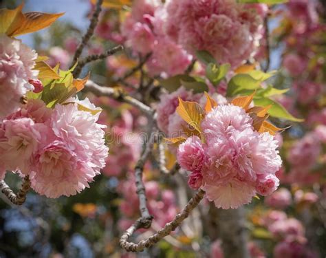 Arboles De Cerezo Japoneses En Flor En Primavera En Roma Italia Foto De