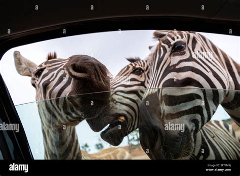 Drive thru safari usa hi-res stock photography and images - Alamy