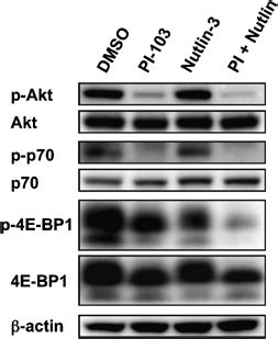 PI 103 Cooperated With Nutlin 3 To Block Phosphorylation Of 4E BP1