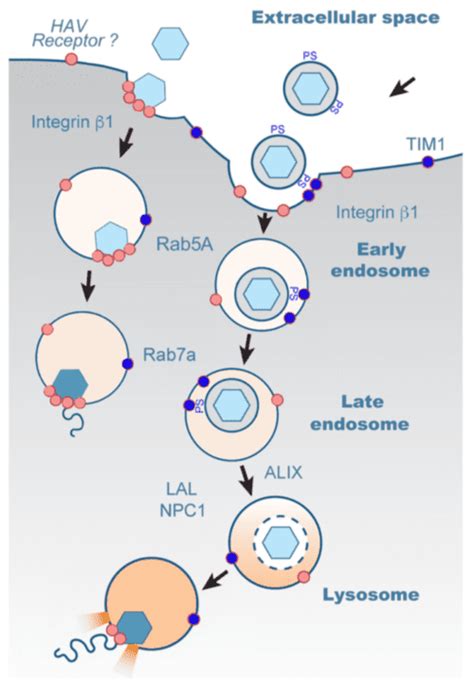 When Viruses Get Naked Virology Blog