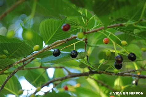 VIDA EN NIPPON | Planting cherry blossom seeds