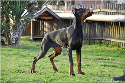 Doberman Vrhunski Tenci Halo Oglasi