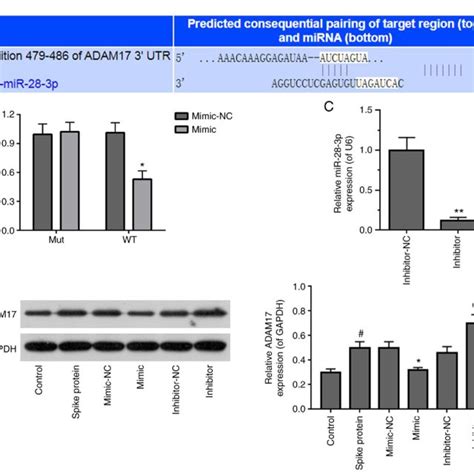 Identification Of ADAM17 As A Target Of MiR 28 3p A Pairing Of The