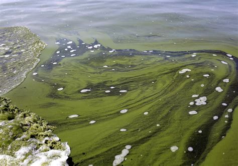 New Plan Gets Tough On Big Agriculture To Slow Toxic Algae Blooms On