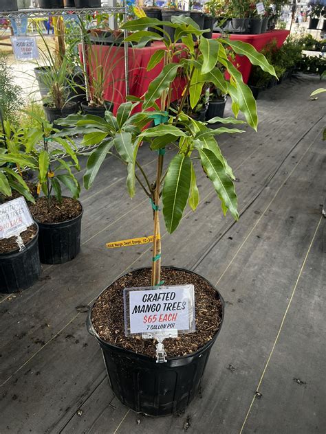 7 Gallon Grafted Dwarf Julie Mango Tree For Sale In Lake Wales Fl