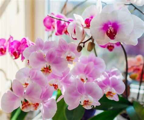 How to water orchids: the correct way for healthy blooms | Homes & Gardens