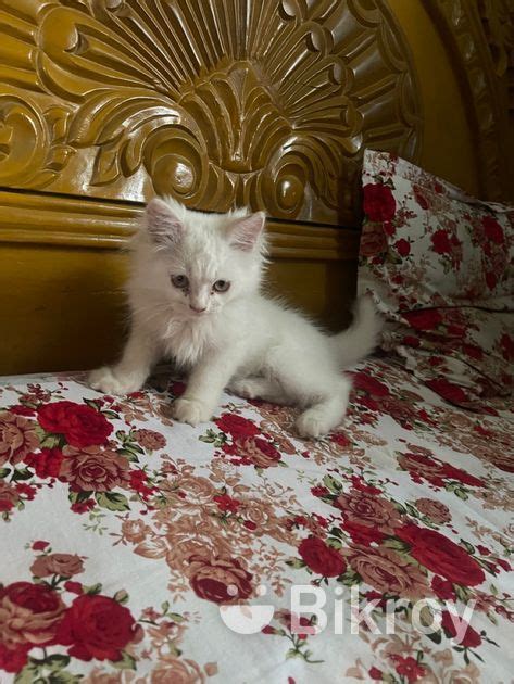 Persian Male For Sale In Halishahar Bikroy