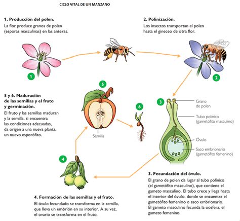 Informacion De Como Se Reproducen Las Plantas Slipingamapa