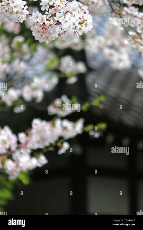spring scenery  japan  cherry blossoms  full bloom stock photo