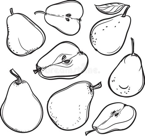 Poire Dessin Au Trait D Une Poire Illustration De Vecteur