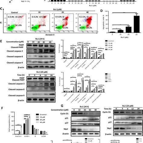 Ru1 Induces Growth Inhibition And Apoptosis In A549 Cells A