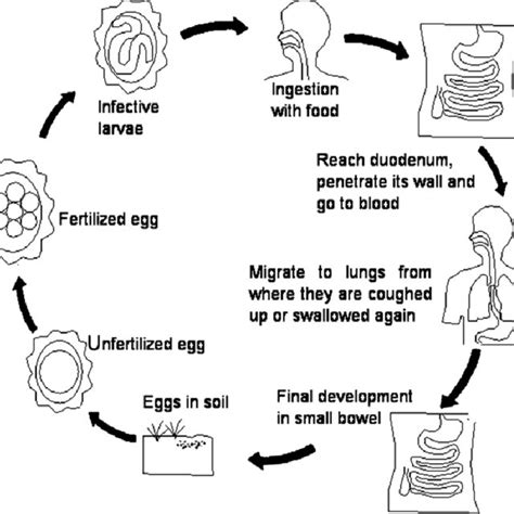 Life Cycle Of Ascaris Lumbricoides Source Secretariat 2014 Download Scientific Diagram