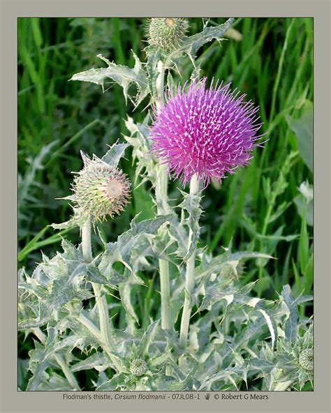 Flodmans Thistle Cirsium Flodmanii 07jl08 1 Photograph By Robert G