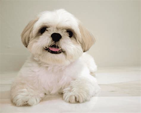 Exploring The Lifespan And Diet Of A Maltese Shih Tzu Mix Mummy