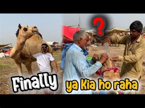 Camel Mandi Lahore Shahpur Kanjra Wednesday Latest Update 2024