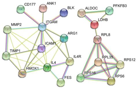 Hif And Macrophage Activation Signalling Pathways Are Potential