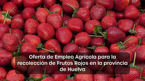 Ofertas De Empleo Campa A Para La Recolecci N De La Fresa Y Frutos