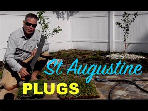 Making St Augustine Grass Plugs From Sod Palmetto St Augustine St