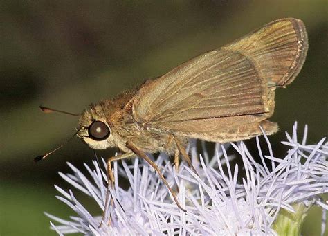 Saltarina De Ala Larga Amarilla Mariposas Diurnas De Nuevo Le N