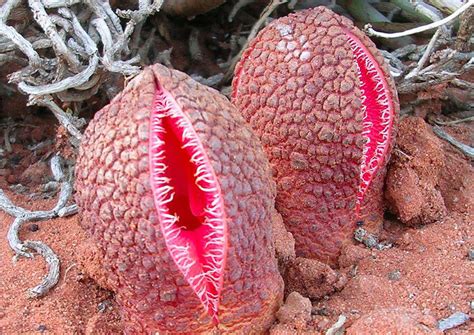 Hydnora africana - Angelic Hugs