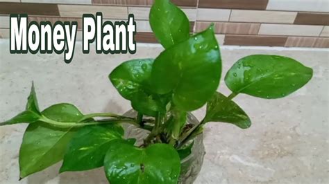 How To Grow Money Plant Easily At Home Grow Money Plant Easily Youtube