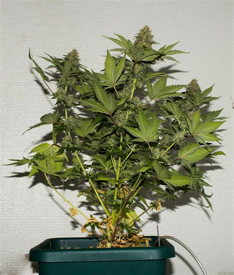 Galer A De Variedades Critical Royal Queen Seeds Pic By Royal